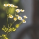 Feverfew